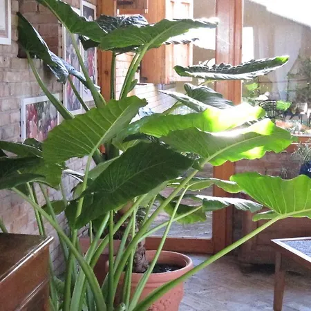 فندق مبيت وإفطار Il Papavero Relais