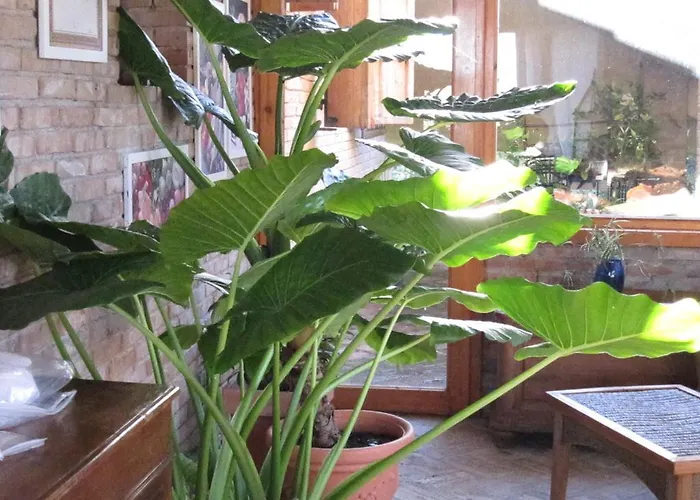 Nocleg ze śniadaniem Il Papavero Relais